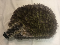 2D Hedgehog