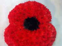 2D Red Poppy